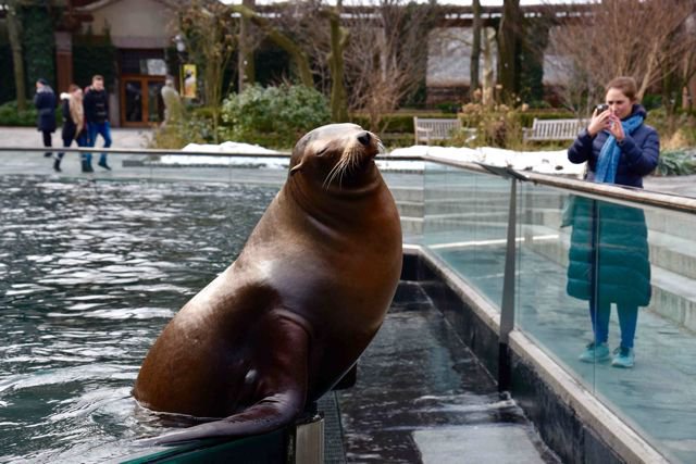 California Sea Lion at the Central Park Zoo